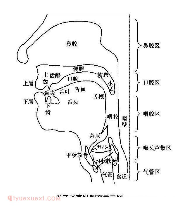 唢呐花舌图解