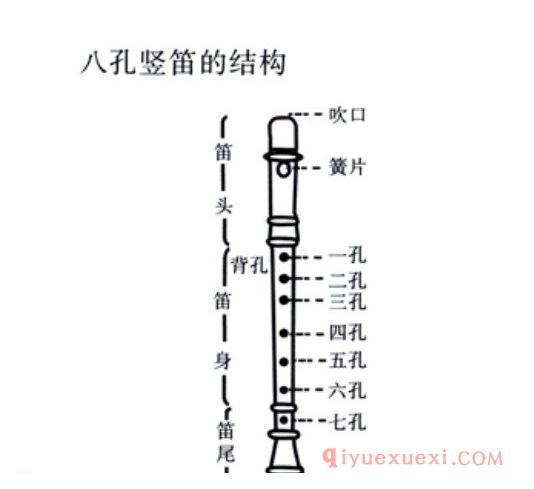 八孔竖笛的结构图解_八孔竖笛指法示意图